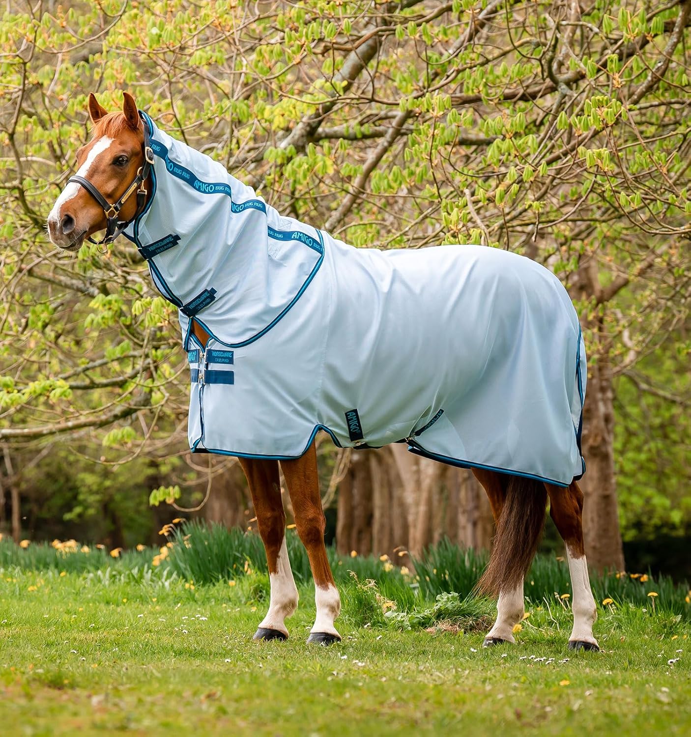 Horse Blankets & Sheets