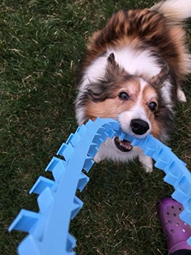 DentapupⓇ Dental Dog Toy Cleaning Teething Chew Ring with Teeth for Medium to Large Breed Dogs - Tartar & Plaque Remover, Gum Massager & Mouth Cleaner for Fresh Breath, Made in USA - Blue