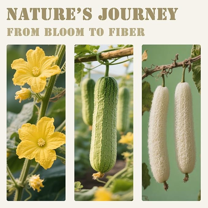 Natural Shower Loofah for Sensitive & All Skin Types, Made with Biodegradable Egyptian Luffa, Gentle Exfoliating Bath Sponge for Women & Men, Large 2 Pack Body Scrubber for Smoother Skin
