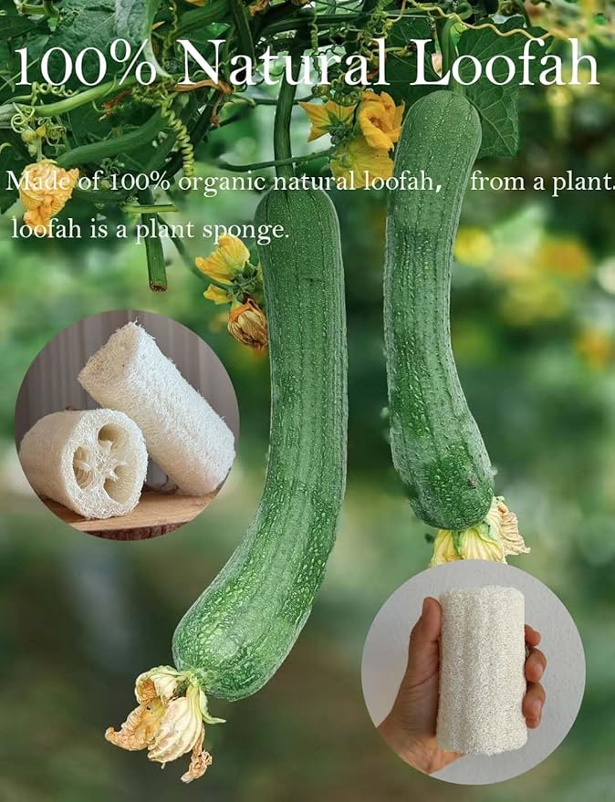100% Natural Loofah Exfoliating Body and Face Sponge Scrubber for Skin Care in Bath Spa Shower - Pack of 12 - Eco-Friendly and Biodegradable Shower Luffa