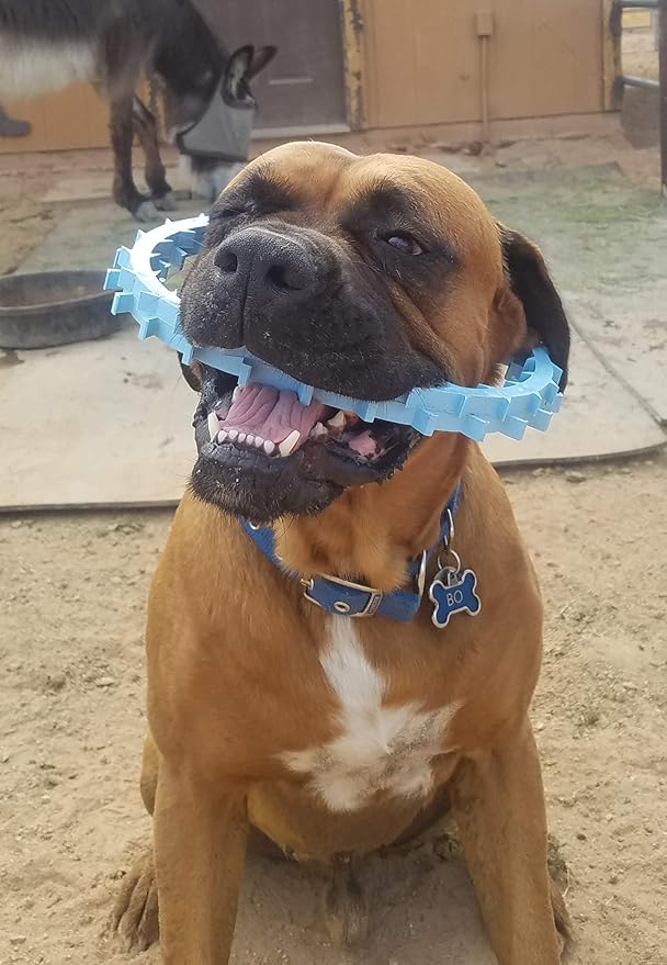 DentapupⓇ Dental Dog Toy Cleaning Teething Chew Ring with Teeth for Medium to Large Breed Dogs - Tartar & Plaque Remover, Gum Massager & Mouth Cleaner for Fresh Breath, Made in USA - Blue