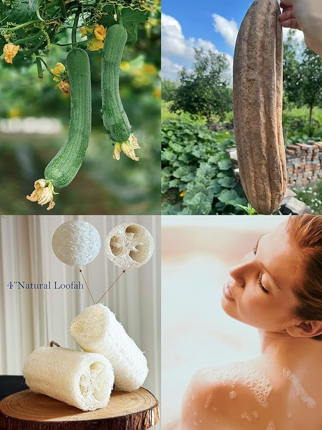 100% Natural Loofah Exfoliating Body and Face Sponge Scrubber for Skin Care in Bath Spa Shower - Pack of 12 - Eco-Friendly and Biodegradable Shower Luffa