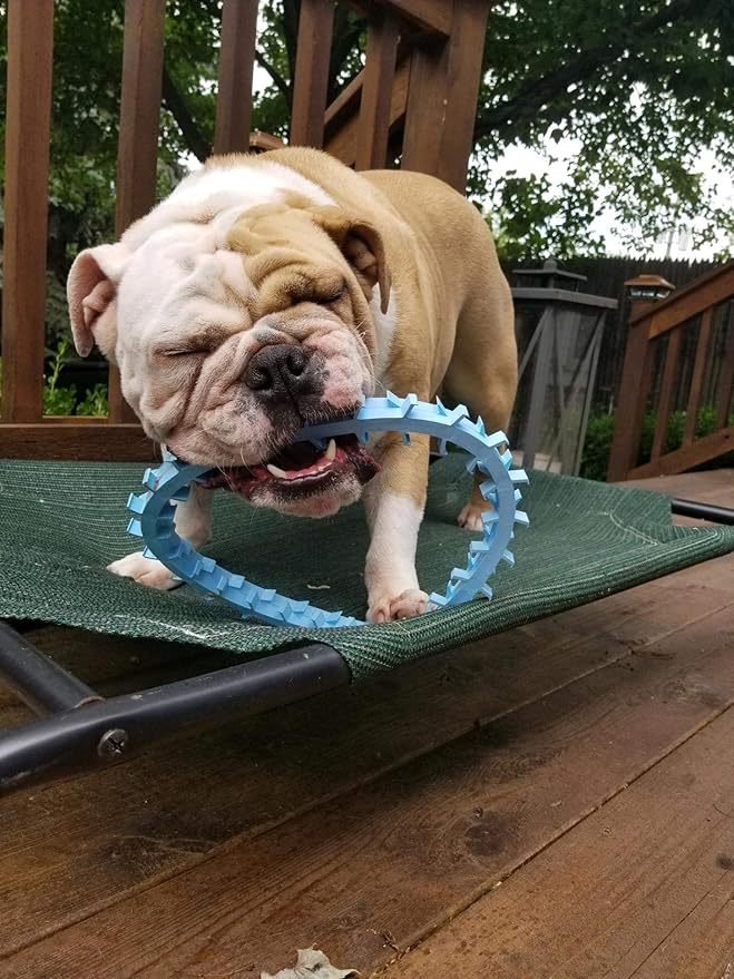 DentapupⓇ Dental Dog Toy Cleaning Teething Chew Ring with Teeth for Medium to Large Breed Dogs - Tartar & Plaque Remover, Gum Massager & Mouth Cleaner for Fresh Breath, Made in USA - Blue