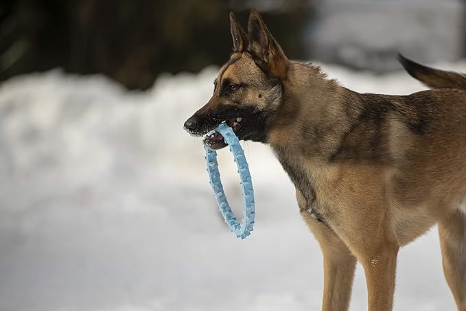 DentapupⓇ Dental Dog Toy Cleaning Teething Chew Ring with Teeth for Medium to Large Breed Dogs - Tartar & Plaque Remover, Gum Massager & Mouth Cleaner for Fresh Breath, Made in USA - Blue