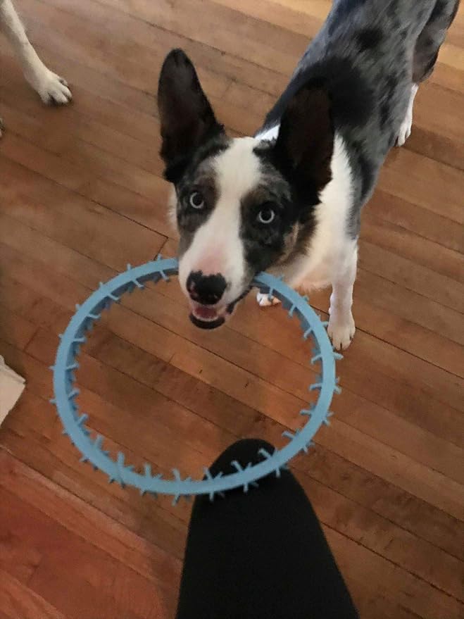 DentapupⓇ Dental Dog Toy Cleaning Teething Chew Ring with Teeth for Medium to Large Breed Dogs - Tartar & Plaque Remover, Gum Massager & Mouth Cleaner for Fresh Breath, Made in USA - Blue